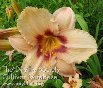 Olallie Carol Jean AHS image