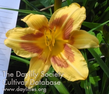 Olallie Carolyn the Artist AHS image