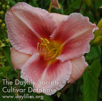 Olallie Colleen Vera AHS image