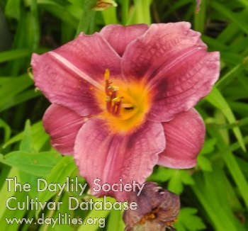 Olallie Denise Marie AHS image