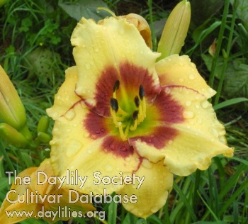 Olallie Jeanine's Pride AHS image