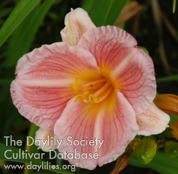 Olallie Kathy the Garden Groomer AHS image