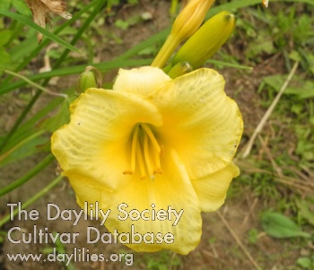 Olallie Luscious Lemon AHS image