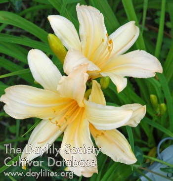 Olallie Margaret J. AHS image