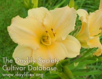 Olallie Mimi Steffen AHS image
