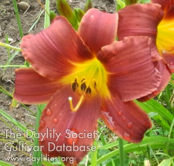 Olallie Patty Lou AHS image