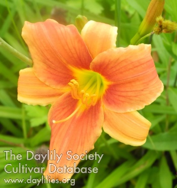 Olallie Porter Ash AHS image