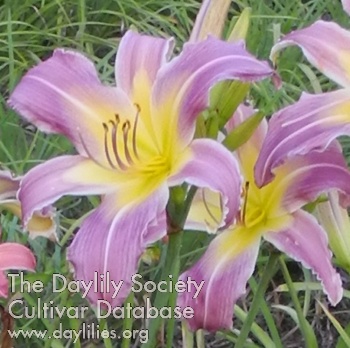 Olallie Sabra Jean AHS image