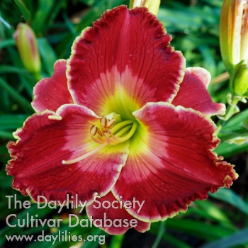 Spacecoast Strawberry Wine AHS image