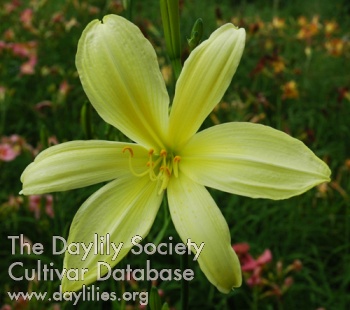 Olallie Theresa's Beau AHS image