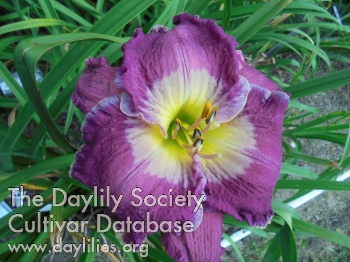 Purple Daze AHS image