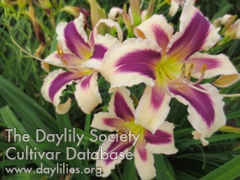 Boitzer Papillon AHS image