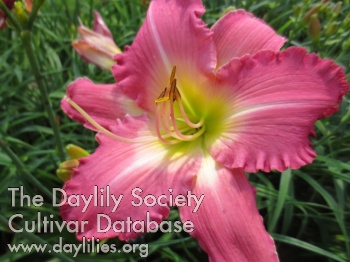 Boitzer Pink Betty AHS image