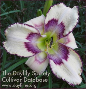 Greywoods Inca Dawn AHS image