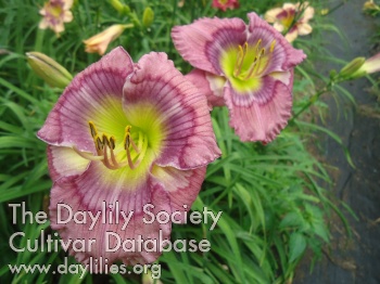 Dr Jekyll AHS image
