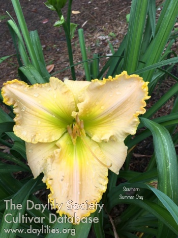 Southern Summer Day AHS image