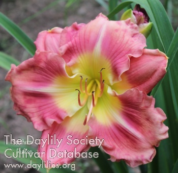 Southern Ruffles AHS image