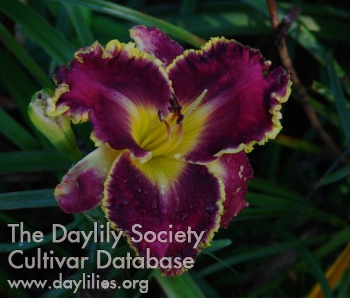 Emerson Grace