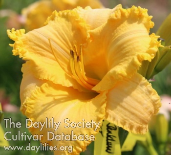 Bellmar Dentelure AHS image