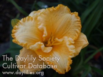 Orange Breeze AHS image