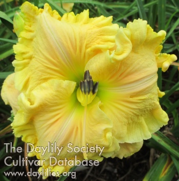 Susan's Delight AHS image