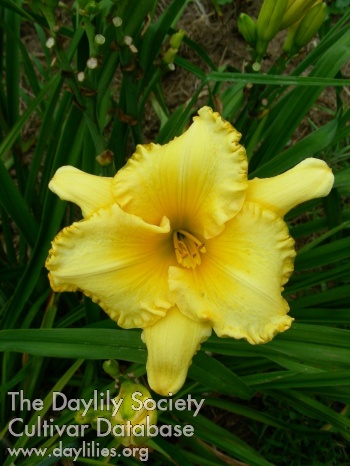 Guernsey Cream AHS image