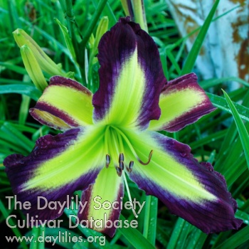 Violet River Dancer AHS image