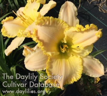 Diabolina AHS image