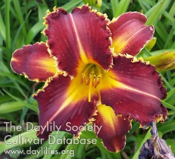 Colorful Chaos Nelli AHS image