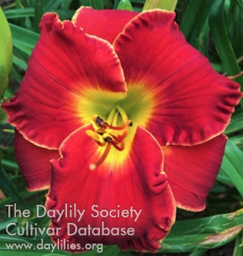 Red Paradise AHS image