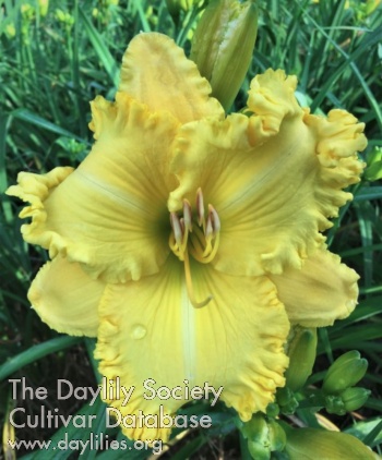 Yellow Ruffled Linen AHS image