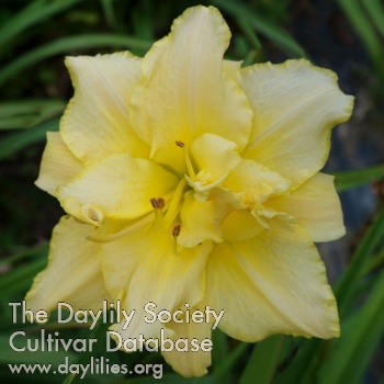 Double Yellow Dreamin' AHS image