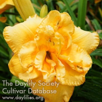 Golden Buzz AHS image
