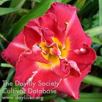 Grandma's Cardinal Beauty AHS image