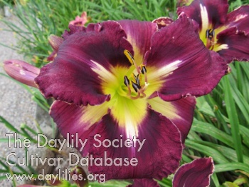 Coastal Starburst AHS image