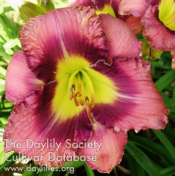 Derby City Rebel Cadet AHS image