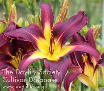 Unusual Purple Attraction AHS image
