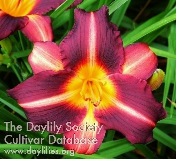 Highview Fancy Pants AHS image