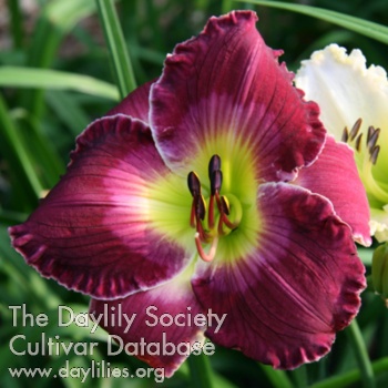 Plum Thunderstruck AHS image