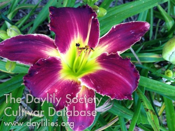 Country Eggplant AHS image