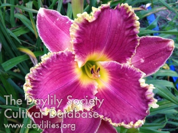 Purple Desire AHS image