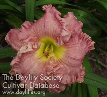 ET Pink Topaz AHS image