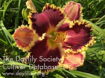 Darla Joy AHS image