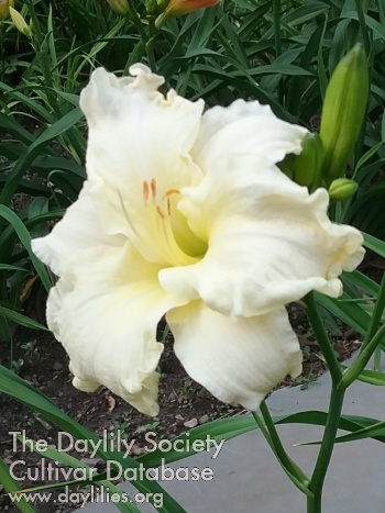 Ruffles and Cream