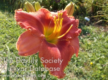 Tropical Roza AHS image