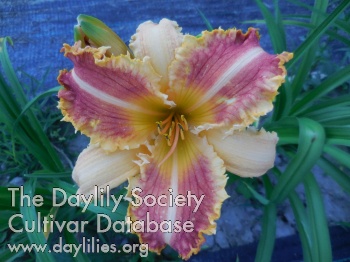 Ruffled Chiffon and Lace AHS image
