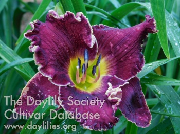 Cowboy's Talton and Boyer AHS image