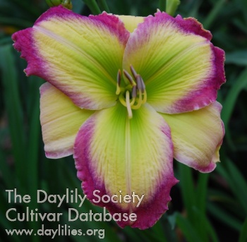 Dance Music AHS image