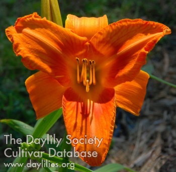 Dragon Flame AHS image