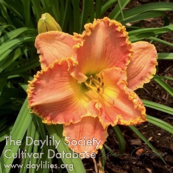 Orange Opulence